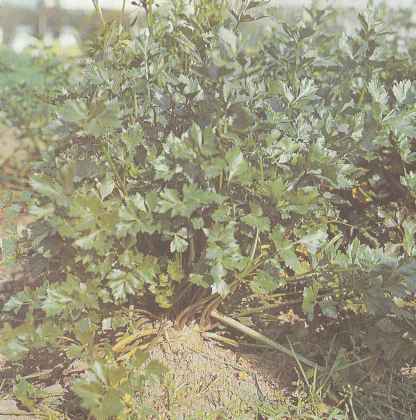 Растения корневого сельдерея