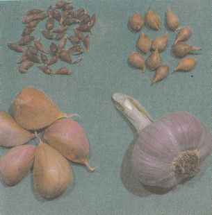 Посадочный материал чеснока: бульбочки, севок, зубки и луковица