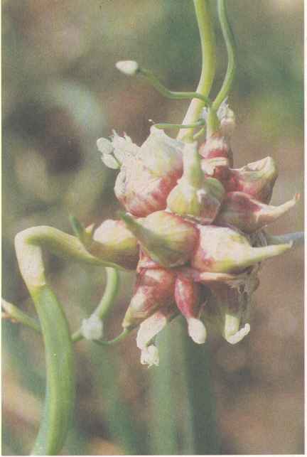 Соцветие с бульбочками (воздушными луковицами) лука многоярусного