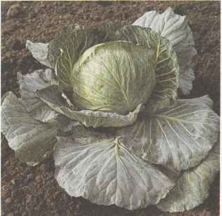 Среднеспелый сорт белокочанной капусты Слава 1305