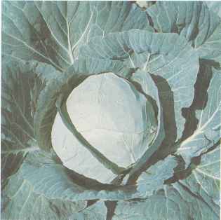 Позднеспелый сорт белокочанной капусты Амагер 611