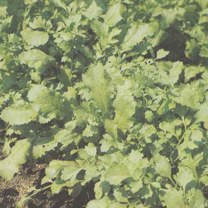 Растения кресс-салата