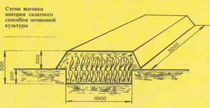 Схема выгонки цикория салатного способом почвенной культуры в электрообогреваемых контейнерах