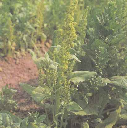 Растение шпината в фазе цветения