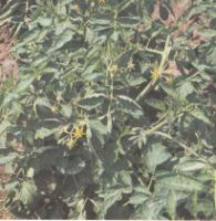 Растения томата в открытом грунте