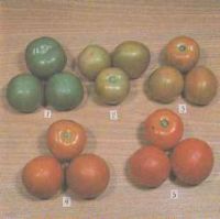 Степень зрелости плодов томата