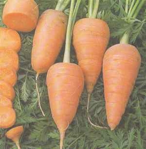 Морковь, сорт Шантенэ 2461