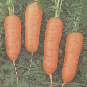 Морковь, сорт Нантская 4