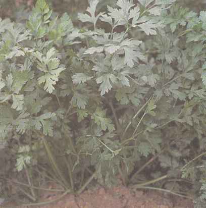 Растения листового сельдерея
