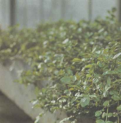 Растения водяного кресса