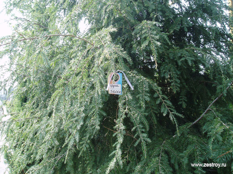 Цуга - хвойное дерево для загородного участка фото