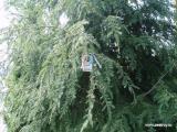Цуга - хвойное дерево для загородного участка
